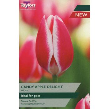 Tulip Candy Apple Delight