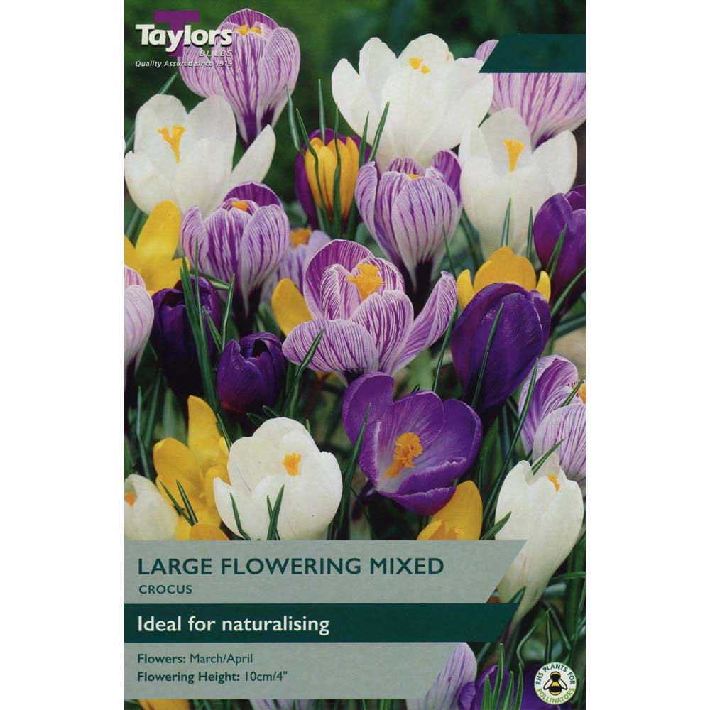 Crocus Mixed Crocus Mixed