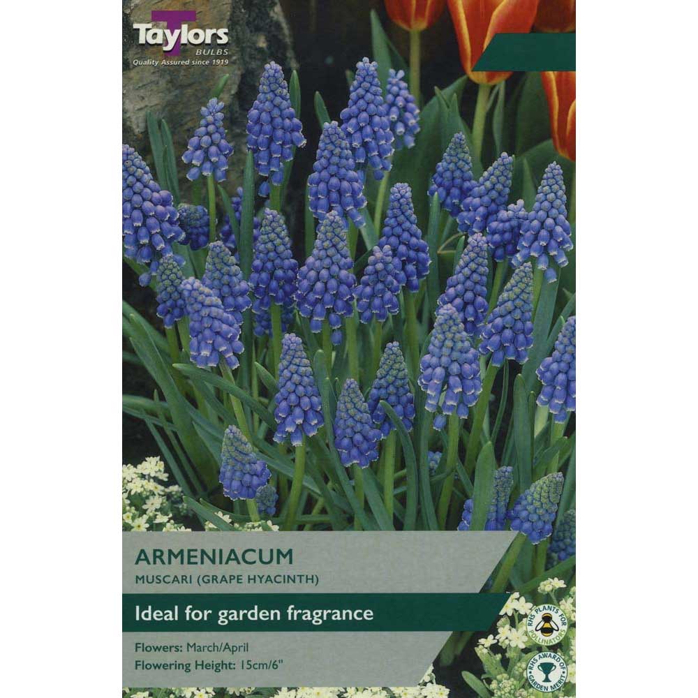 Muscari Armeniacum Muscari Armeniacum
