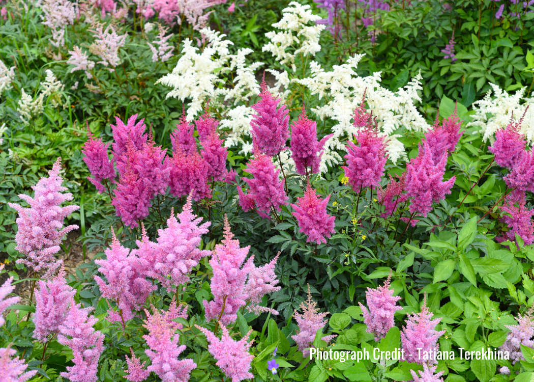Affable astilbes - Capital Gardens