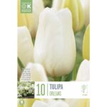 Tulip Single Late City of Orleans