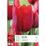 Tulip Triumph Surrender