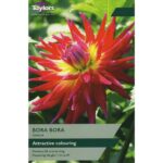 Dahlia Bora Bora
