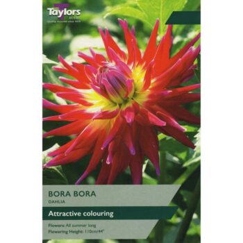 Dahlia Bora Bora