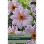 Dahlia Bishop of Leicester
