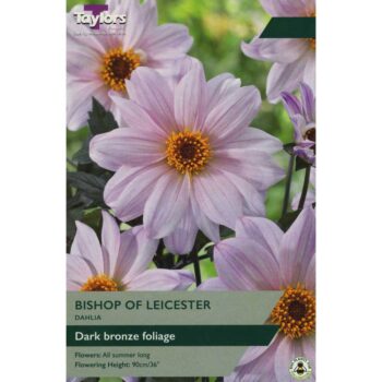 Dahlia Bishop of Leicester