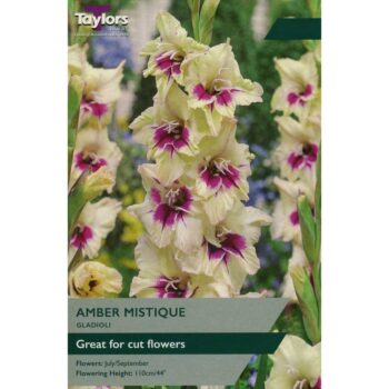 Gladioli Amber Mistique