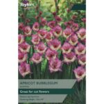 Gladioli Apricot Bubblegum