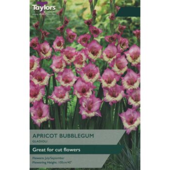 Gladioli Apricot Bubblegum