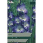 Gladioli Nori