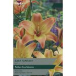 Lily Easy Fantasy