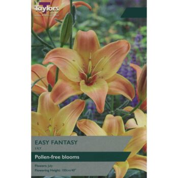 Lily Easy Fantasy