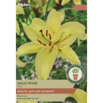 Lily Gold Fever
