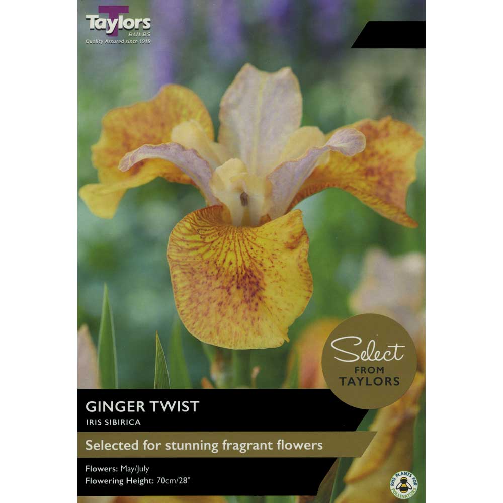 Iris Sibirica Ginger Twist Iris Sibirica Ginger Twist