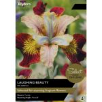 Iris Sibirica Laughing Beauty