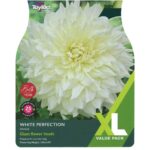Dahlia White Perfection