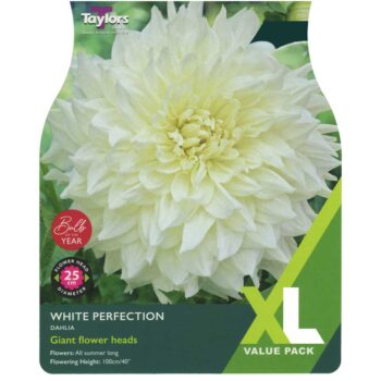 Dahlia White Perfection