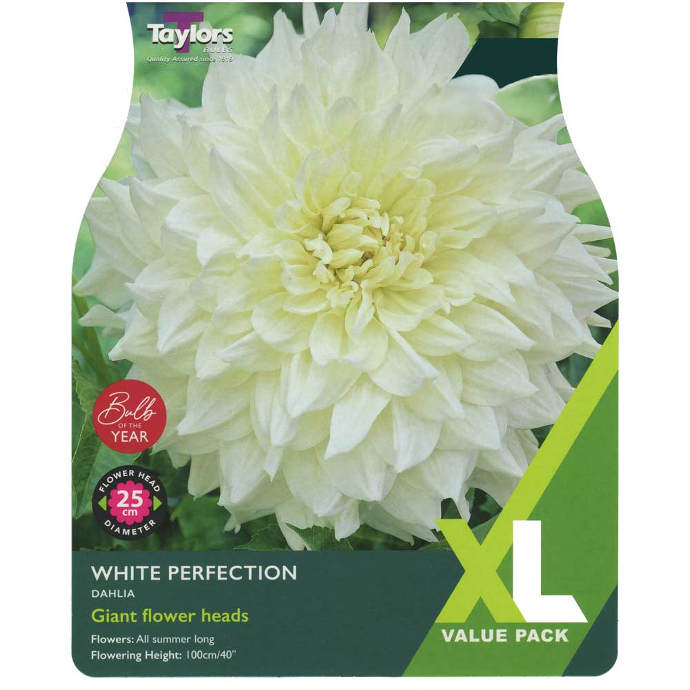 Dahlia White Perfection Dahlia White Perfection