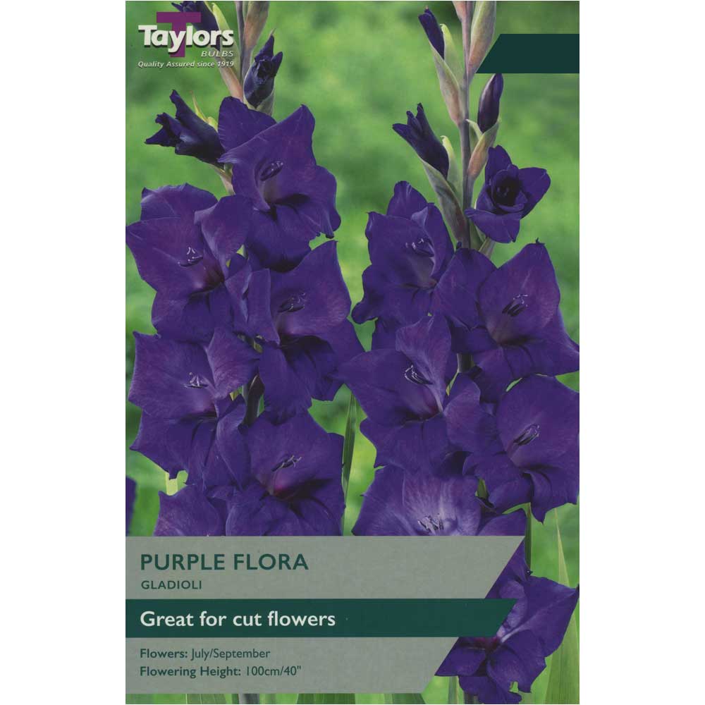 Gladioli Purple Flora Gladioli Purple Flora