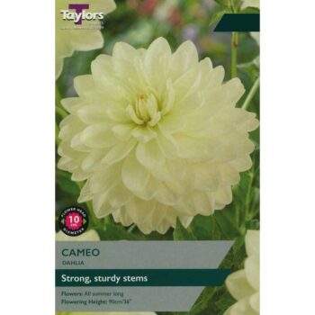Dahlia Cameo