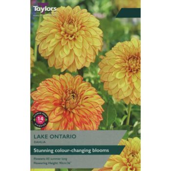 Dahlia Lake Ontario