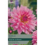 Dahlia Rosella