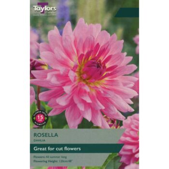 Dahlia Rosella