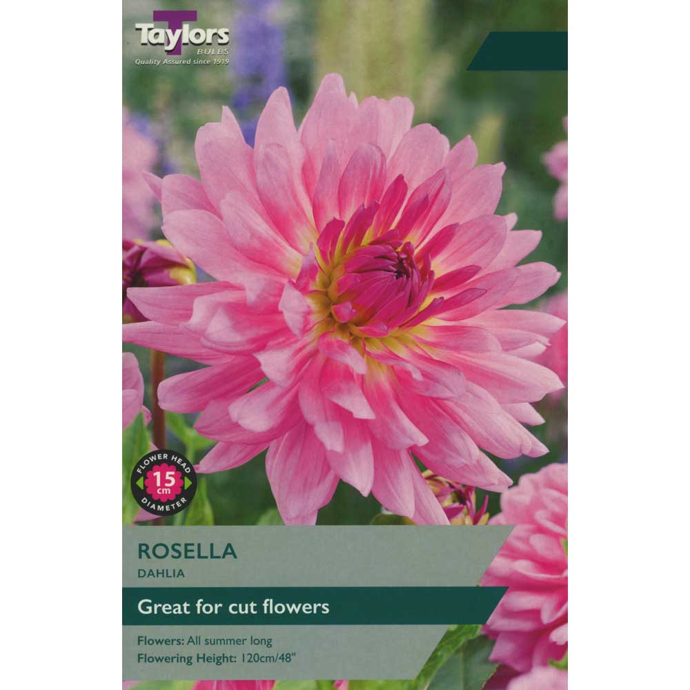 Dahlia Rosella Dahlia Rosella
