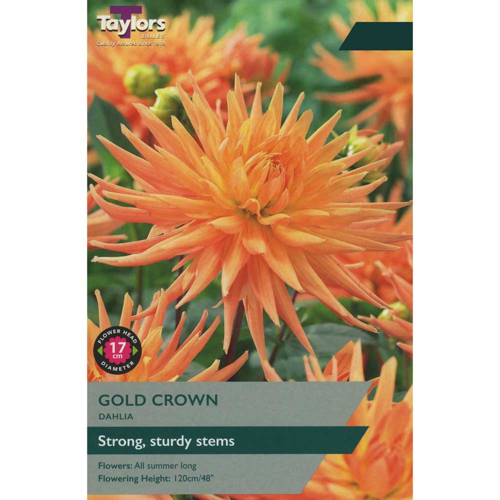 Dahlia Gold Crown Dahlia Gold Crown