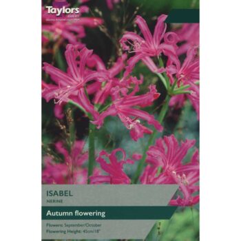 Nerine Isabel