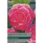 Begonia Expresso Sugardip Pink