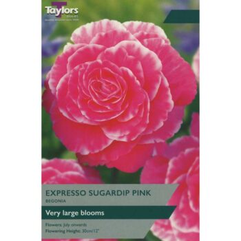 Begonia Expresso Sugardip Pink
