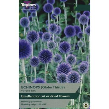 Echinops Veitchs Blue