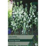 Galtonia Hyacinthus Candicans