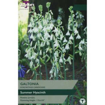 Galtonia Hyacinthus Candicans