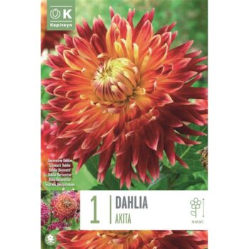 Dahlia Decorative Akita