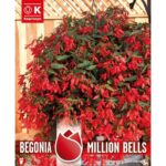 Begonia Boliviensis Million Bells Rich Flowering