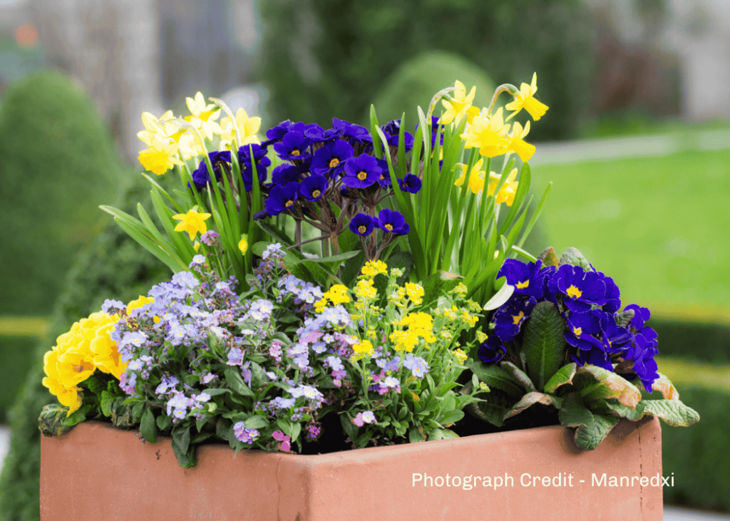 Winter Window box - Manredxi