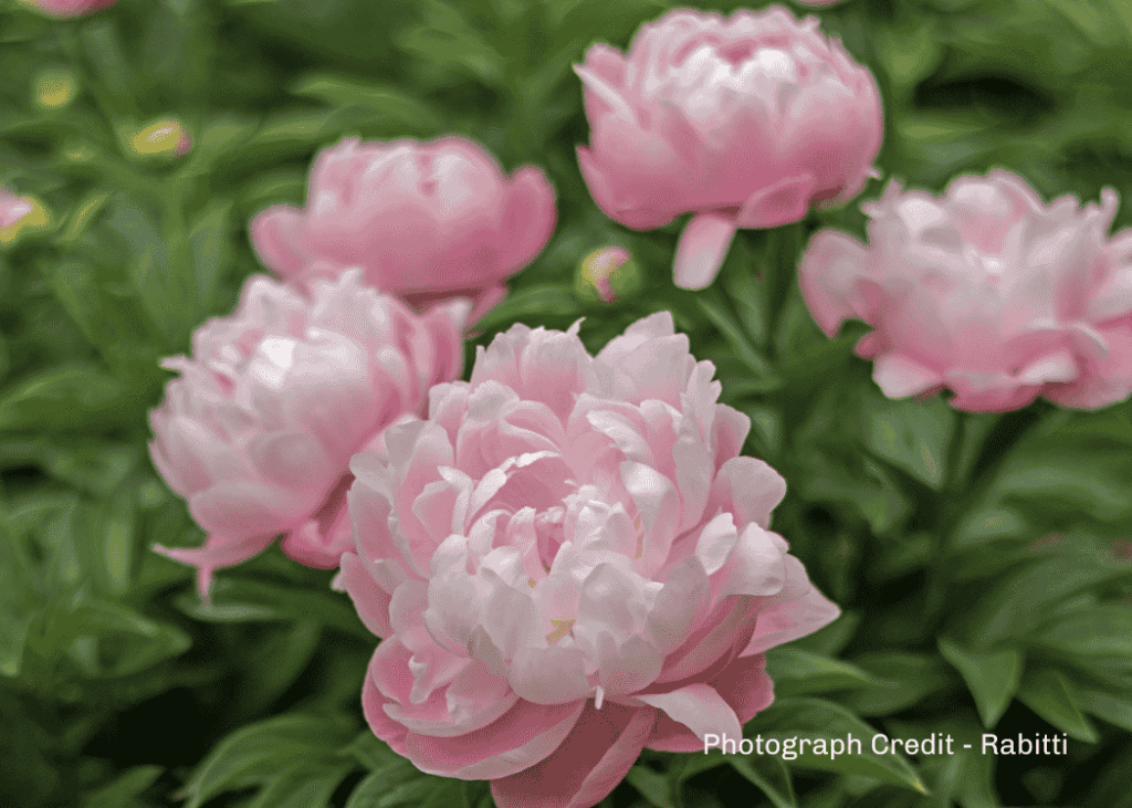 Paeonies