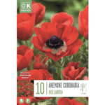 Anemone Coronaria Hollandia