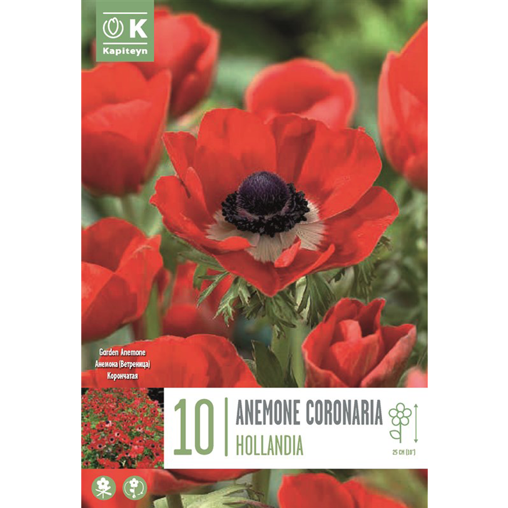8711805011796 Anemone Coronaria Hollandia - Image 1