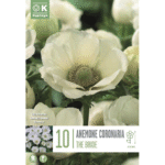 Anemone Coronaria The Bride