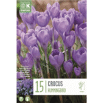 Crocus Specie Hummingbird