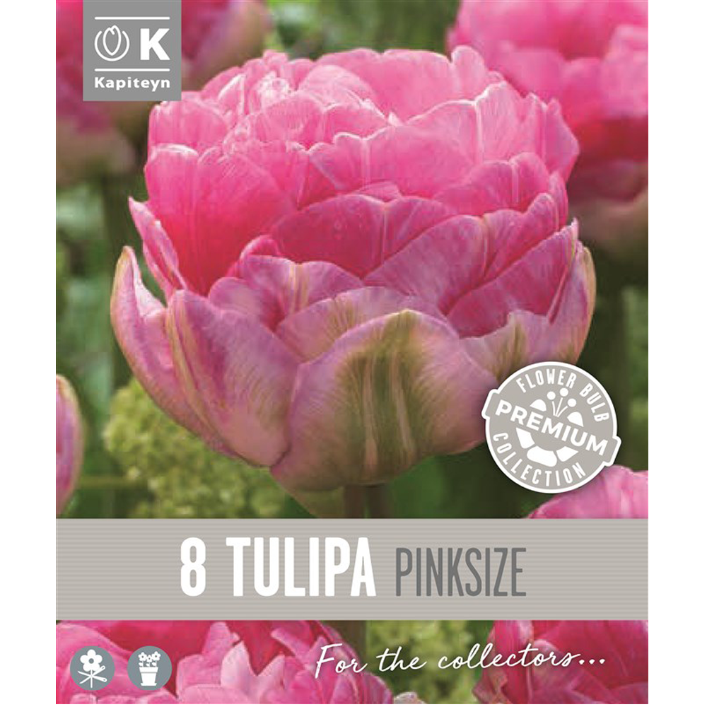 8711805150709 Tulip Pinksize