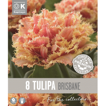 Tulip Brisbane