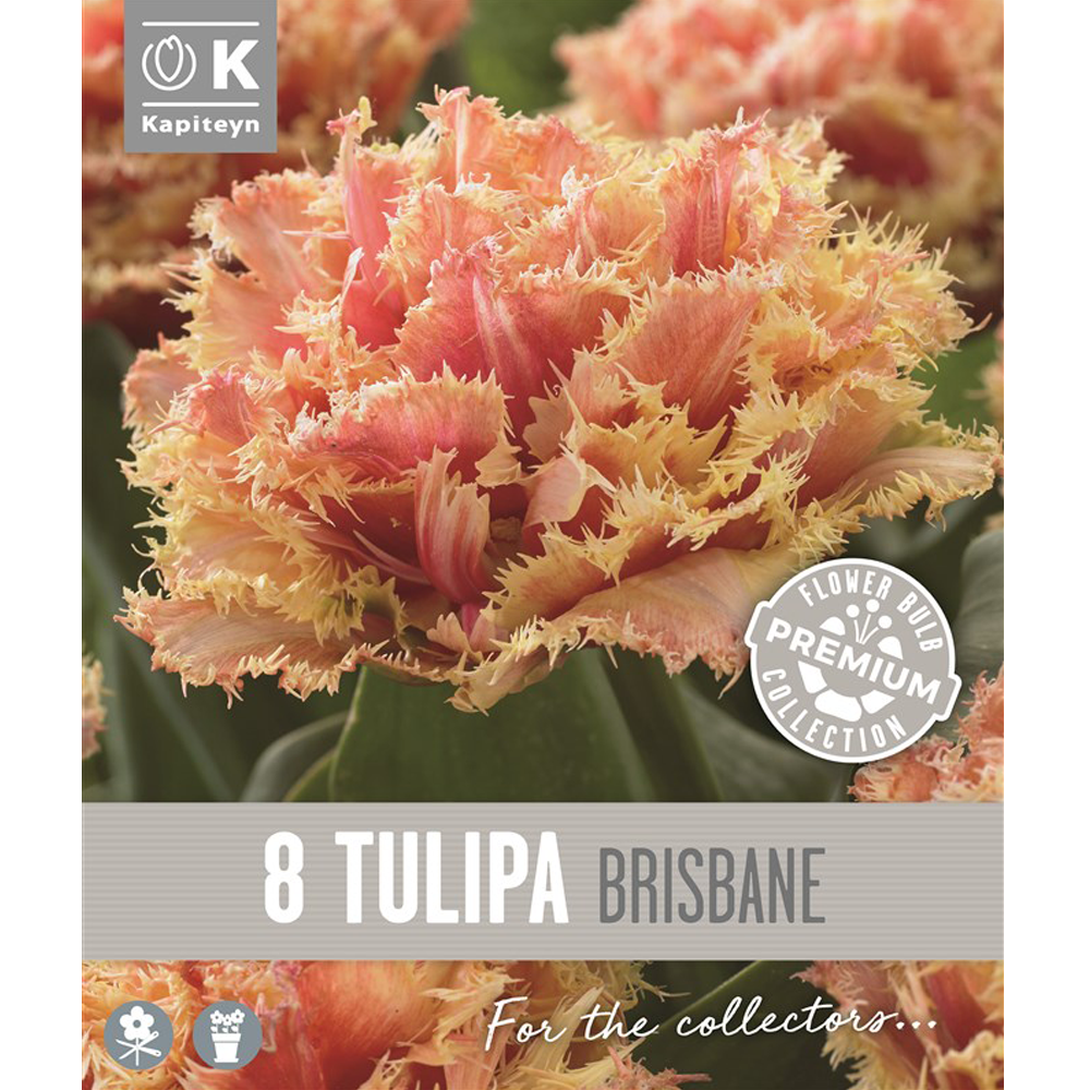 8711805150716 Tulip Brisbane
