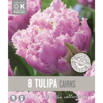 Tulip Cairns
