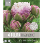 Tulip Peggy Wonder