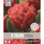 Tulip Bendigo