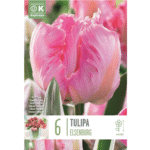 Tulip Parrot Elsenburg